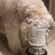 The Best Dog Bowl In The World Is A Rolex 24 Trophy